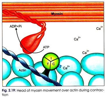 Head of Myosin Movement Over Acting During Contraction