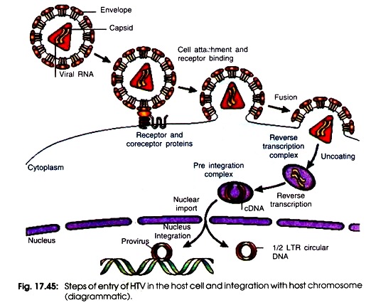 Steps of Entry in the Host Cell and Integration with Host Chromosome