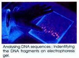 Analysing DNA Sequences