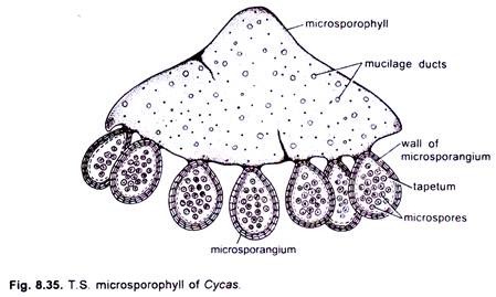 Cell of E.Coli