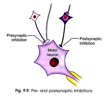 Pre-and Postsynaptic Inhibitions
