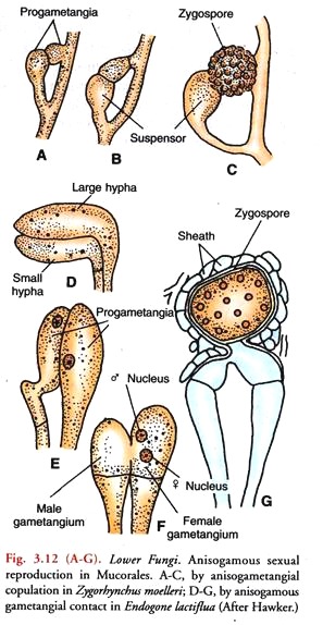 Angisogamous Sexual Reproduction in Mucorales