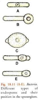 Different Types of Endospores and their Position