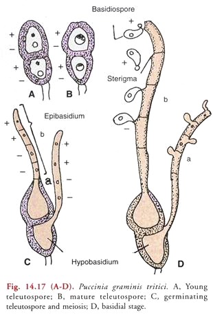 Puccinia Graminis Tritici