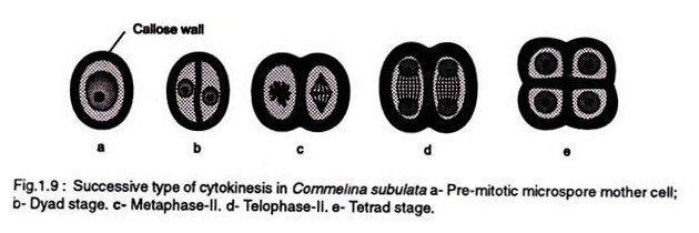 Successive types of cytokinesis