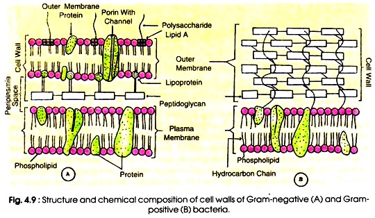 Structure and Chemical Composition of Cell Walls