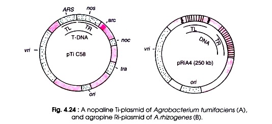 Nopaline Ti-Plasmid