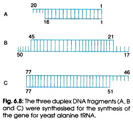 Three Duplex DNA Fragments