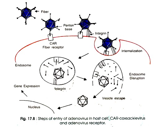 Steps of Entry of Adenovirus in Host Cell