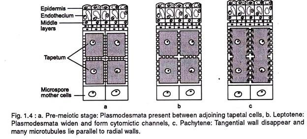 Pre-Meiotic Stage