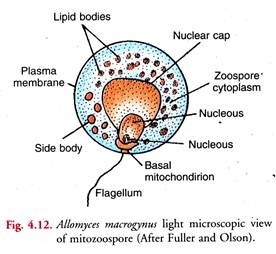 Allomyces