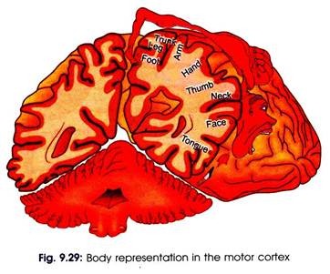 Body Representation in the Motor Cortex