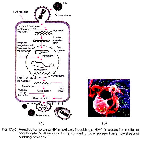 A. Replication Cycle of HIV in Host Cell, B. Budding of HIV-1 from Cultured Lymphocyte