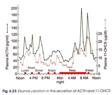 Diurnal Variation in the Secretion of ACTH and 11-OHCS