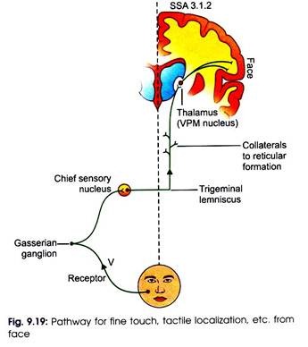 Pathway for Fine Touch, Tactile Localization etc.