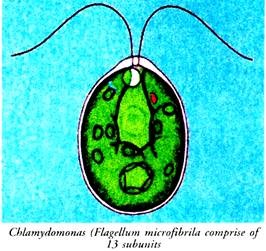 Chamydomonas