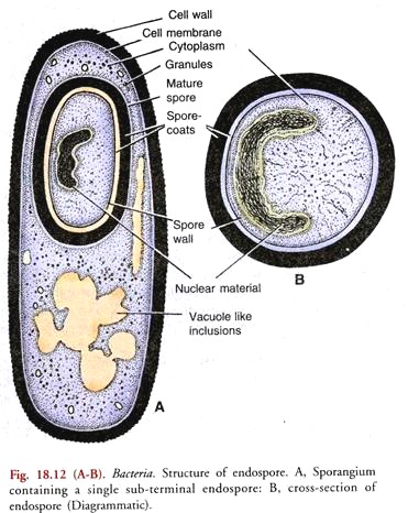 Structure of Endospore