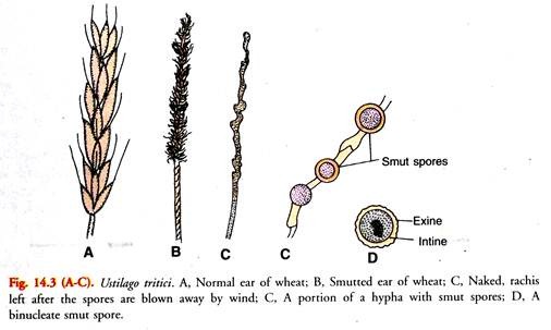 Ustilago Tritici