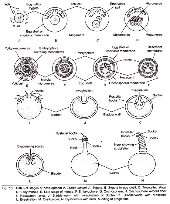 Different Stages of Development in Taenia Solium