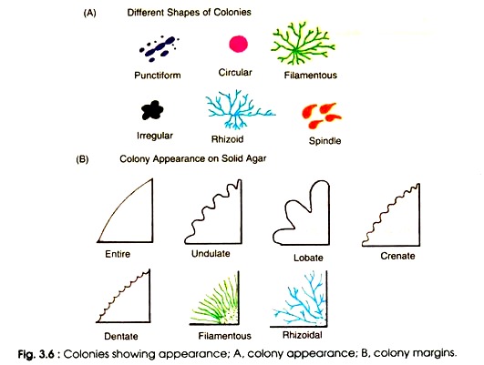 Colonies Showing Appearance