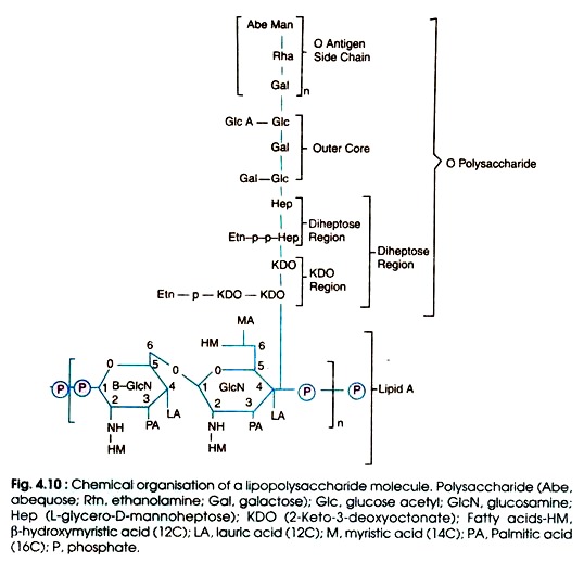 Chemical Organisation of a Lipopolysaccharide Molecule