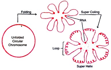 Model representing the Process of Folding and Super Coiling