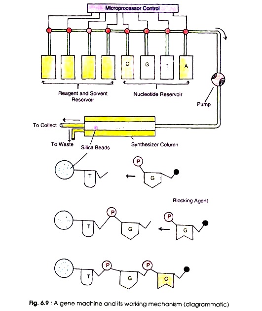 Gene Machine and Its Working Mechanism