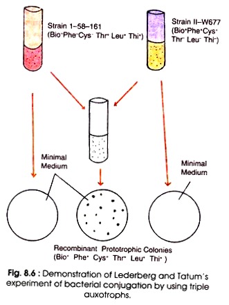 Demonstration of Lederberg and Tatum's