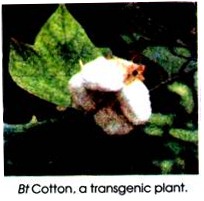 Bt Cotton, a Transgenic Plant