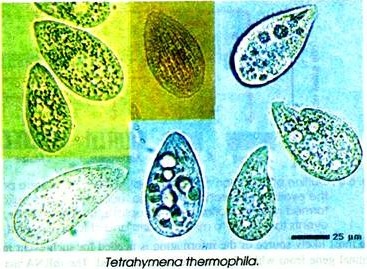 Tetrahymena thermophila