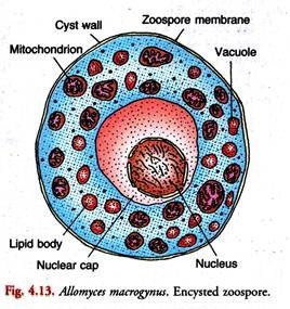 Allomyces