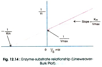 Enzyme-Substrate Relationship