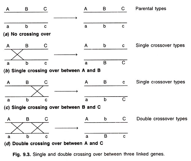 Relative amount of nitrogenous bases in DNA isolated from different organisms