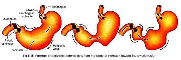 Passage of Peristaitic Contractions