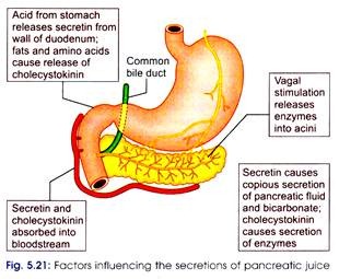 Factors Influencing the Secretions of Pancreatic Juice