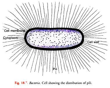 Cell Showing the Distribution of Pili