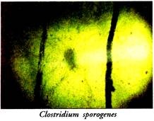 Clostridium Sporogenes