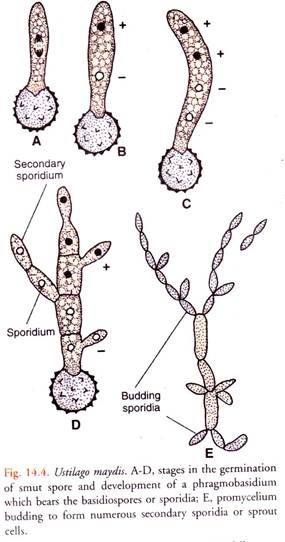 Ustilago Maydis