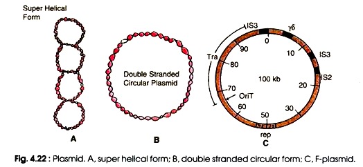 Plasmid