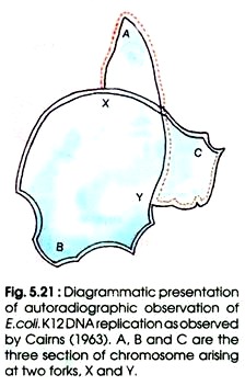 Autoradiographic Observation of E.Coli