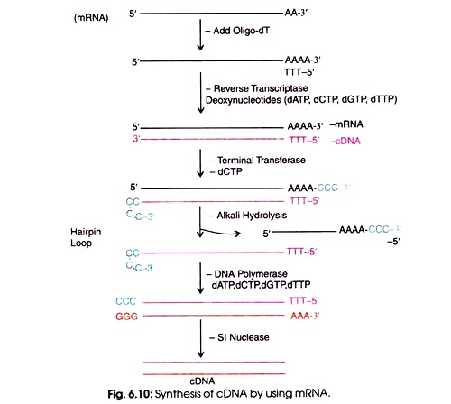 Synthesis of cDNA by Using mRNA