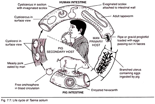 Life Cycle of Taenia Solium