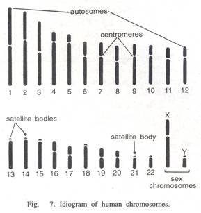 Lymphatic System