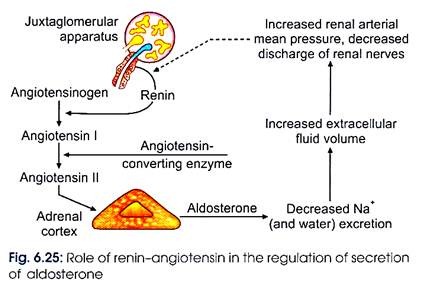 Role of Renin-Angiotensin