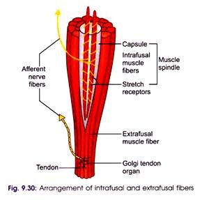 Arrangement of Intrafusal and Extrafusal Fibers