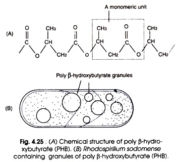 Chemical Structure of Poly β-hydroxybutyrate and Rhodospirillum Sodomense