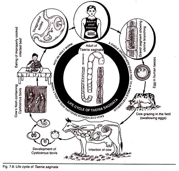 Life Cycle of Taenia Saginata