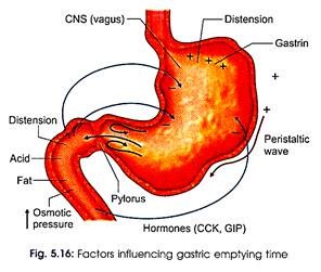 Factors Influencing Gastric Emptying Time