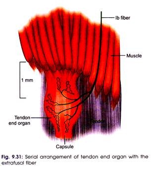 Serial Arrangement of Tendon End Organ