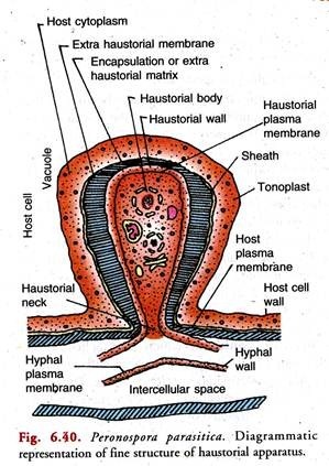 Peronospora Parasitica